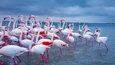 В Мангистау прилетели розовые фламинго, фото - Новости Zakon.kz от 11.02.2022 17:48