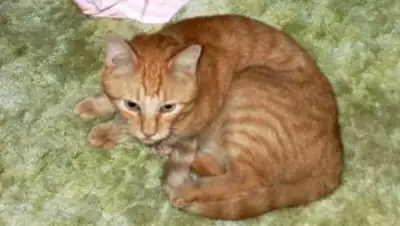 Facebook, фото - Новости Zakon.kz от 25.03.2018 19:37