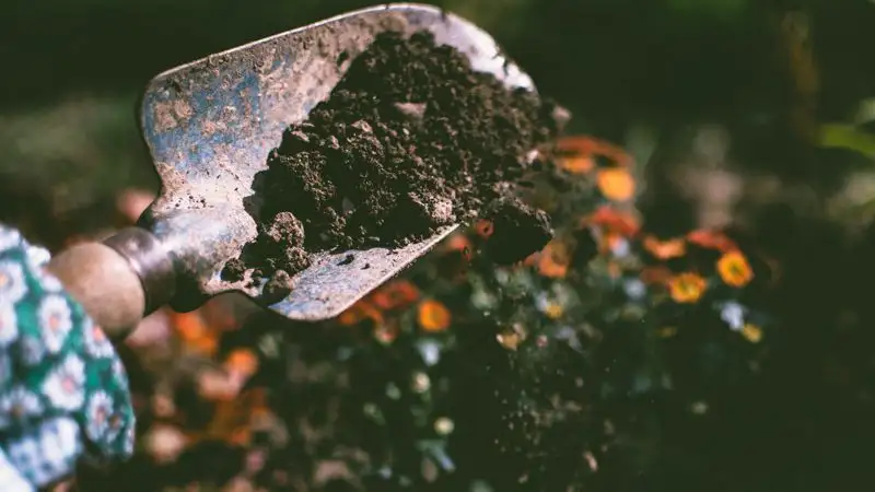 В Актау объяснили высадку саженцев при минусовой температуре