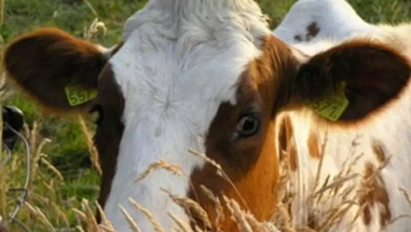 В Алматинской области лесничий пас скот на охраняемой территории