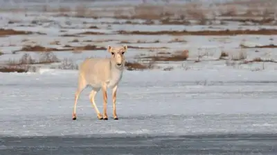 Через трассу Караганда – Жезказган на юг мигрируют сайгаки, фото - Новости Zakon.kz от 11.01.2023 00:33