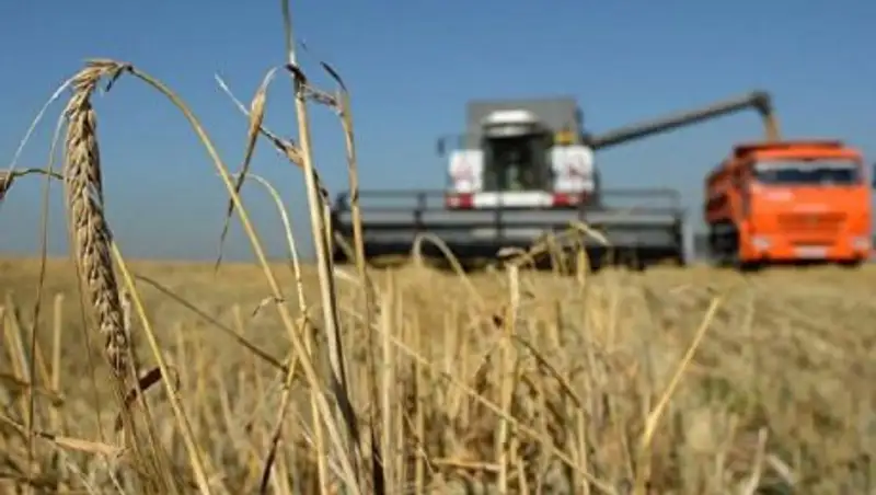 Почти половину собранного в стране зерна отправят на экспорт