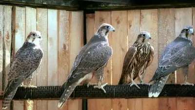 Zakon.kz, фото - Новости Zakon.kz от 26.06.2017 17:15