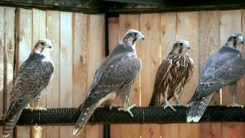 Двоих граждан РК судят за контрабанду особо ценных видов птиц