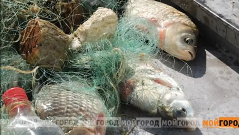 В Атырау изъяли более одной тонны осетров