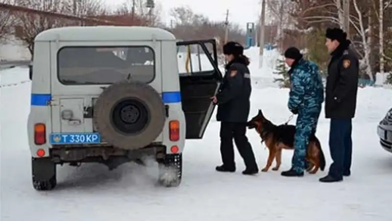 В СКО служебные собаки с начала года помогли раскрыть 80 преступлений