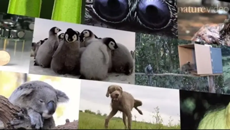 Журнал Nature представил видео с самыми милыми животными 2014 года