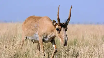 Минэкологии предложило продлить мораторий на отстрел сайгаков, фото - Новости Zakon.kz от 20.12.2022 12:21