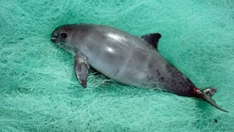 Леонардо Ди Каприо убедил президента Мексики помочь морским свиньям