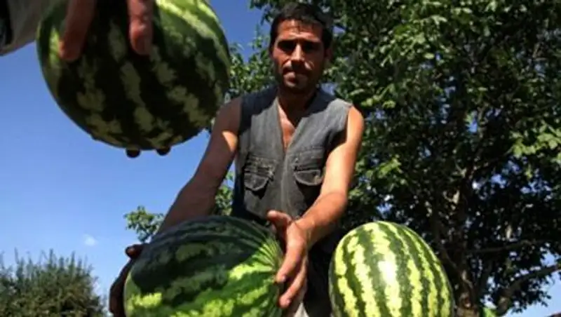 Молдавские фермеры потребовали отказаться от ассоциации с Евросоюзом