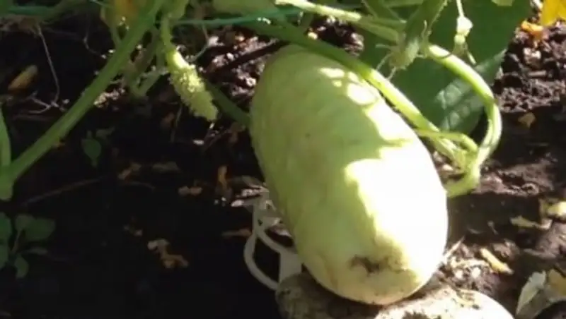 В Костанайской области пенсионер вырастил огурец-гигант