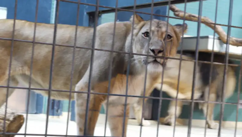 В алматинском зоопарке умерла львица