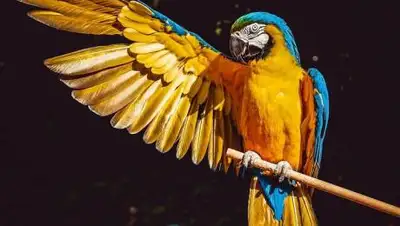 pixabay.com, фото - Новости Zakon.kz от 19.10.2021 19:27