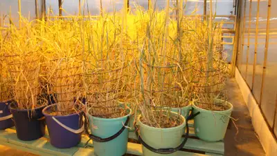 dompressy.by, фото - Новости Zakon.kz от 15.07.2019 12:45