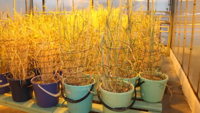 "Ученые работают в стол". Активнее привлекать науку в сельское хозяйство поручил Токаев