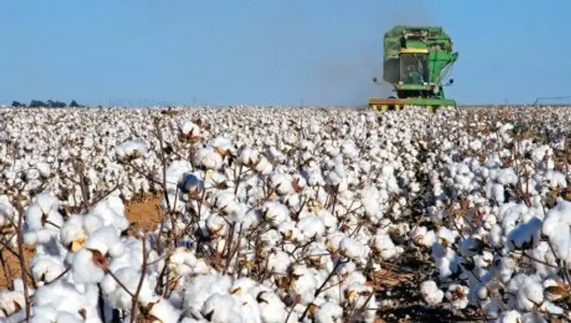 Мактаральцы собрали 110 тысяч тонн «белого золота»