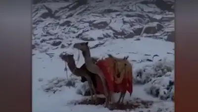 Скриншот видео, фото - Новости Zakon.kz от 13.01.2020 16:55