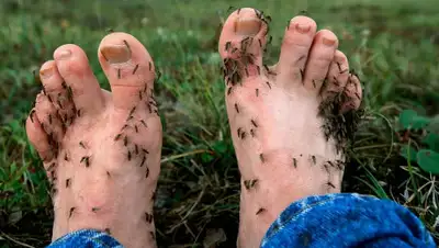 prostofish.ru, фото - Новости Zakon.kz от 06.06.2020 00:04