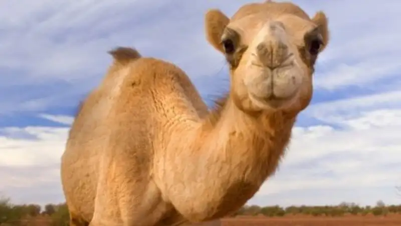 У верблюдов обнаружили опасну для человека "болезнь зомби"
