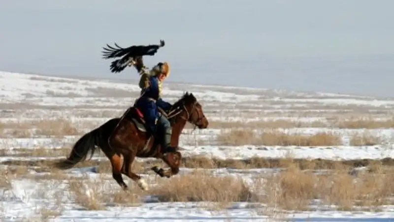 На соревнованиях в Алматы беркут покалечил хаски