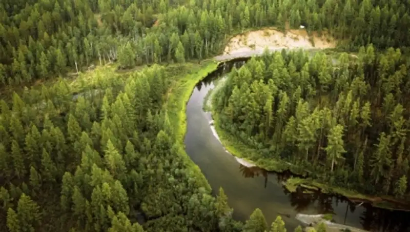 Ученые насчитали на Земле три триллиона деревьев