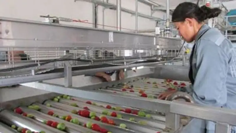 В ЮКО после простоя заработал завод по производству томатной пасты