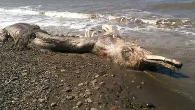 Zakon.kz, фото - Новости Zakon.kz от 01.07.2015 23:12