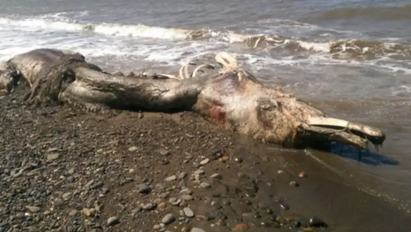 Останки неопознанного гигантского существа выбросило на берег Сахалина