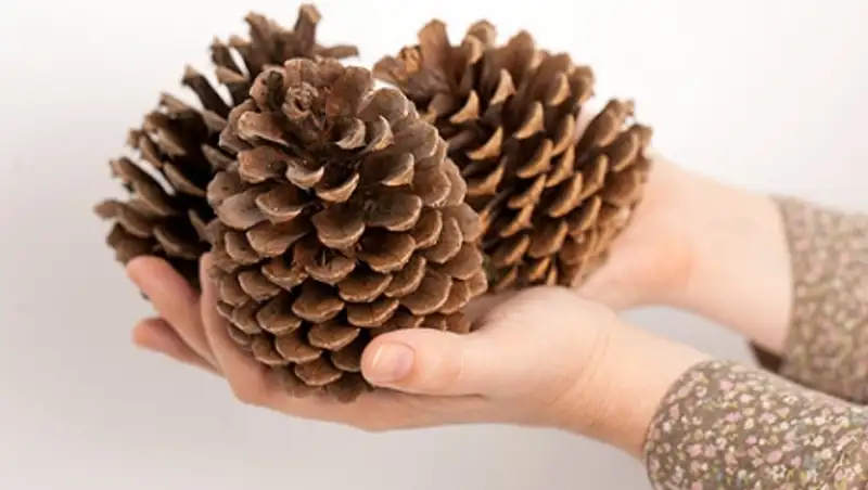 Россияне побили рекорд по сбору шишек