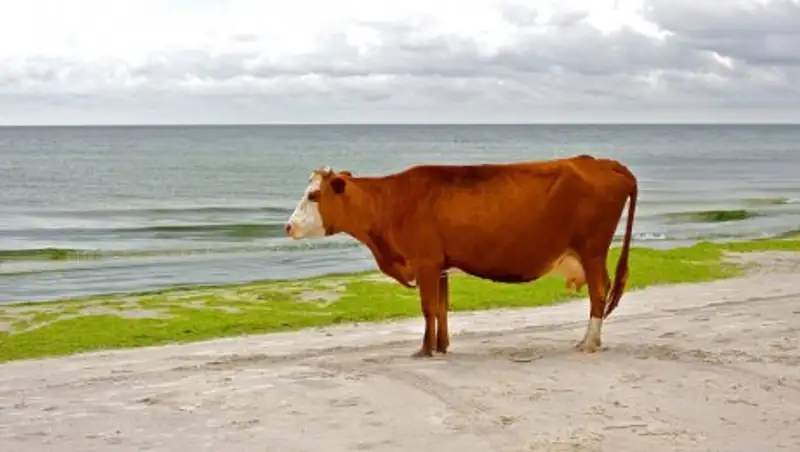 В Швеции из-за жары коровам разрешили купаться на нудистском пляже