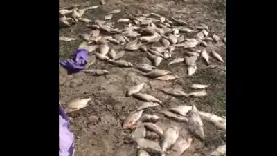 кадр из видео, фото - Новости Zakon.kz от 15.04.2020 18:40