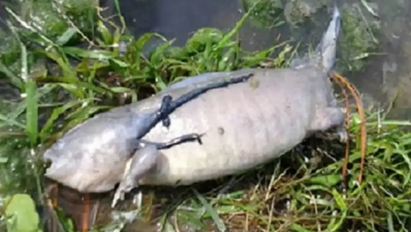 Снимки рыбы с лапами поразили интернет-пользователей