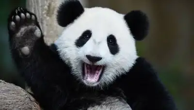 Chatty Buddha, фото - Новости Zakon.kz от 22.03.2021 00:44