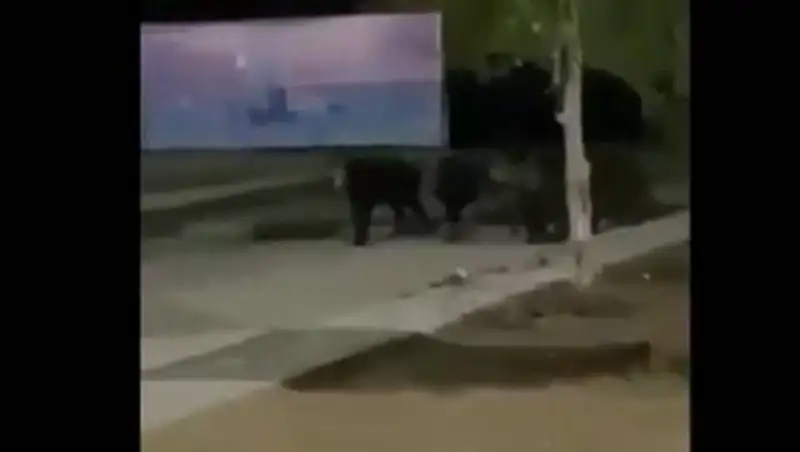 Кабаны бегали по Нур-Султану