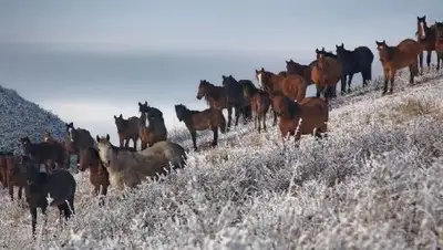 Zakon.kz, фото - Новости Zakon.kz от 30.05.2017 23:40