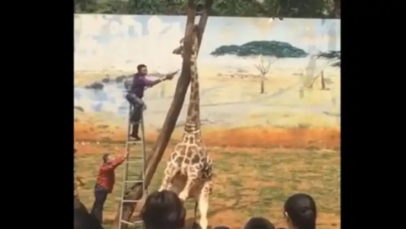 Нелепая смерть жирафа в зоопарке попала на видео