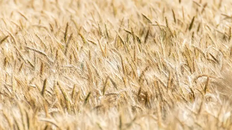 Контрабандой российского зерна промышляли костанайские предприниматели