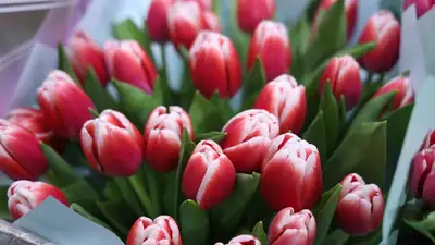 цветы, фото - Новости Zakon.kz от 07.03.2023 15:40