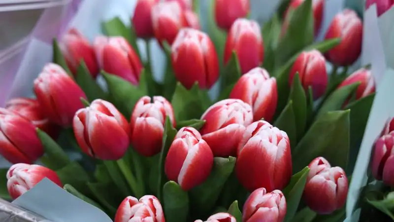 Цветочный квест: за сколько можно купить букет в Алматы