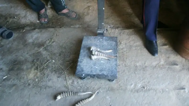 В Костанайской области полицейские задержали мужчину, спилившего 119 рогов сайги