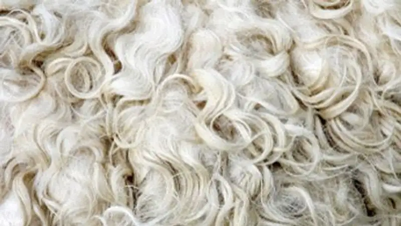 В Атырау построят фабрику по переработке верблюжьей и овечьей шерсти