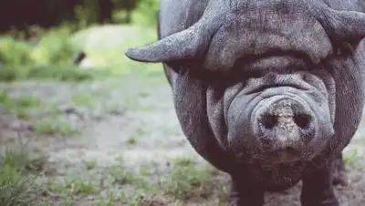 pixabay, фото - Новости Zakon.kz от 16.03.2021 08:23