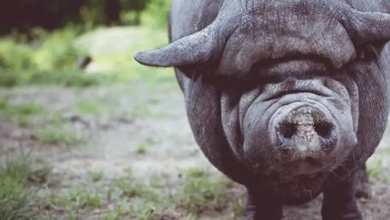 Вспышку африканской чумы свиней обнаружили в России