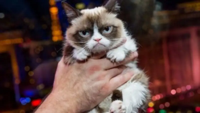 Кот-мем отсудил $700 тыс. за нарушение авторских прав