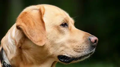 Pixabay, фото - Новости Zakon.kz от 13.12.2019 08:25