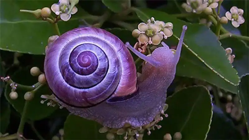 Животные самых неожиданных цветов