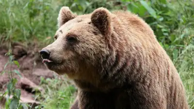 sputnik.by, фото - Новости Zakon.kz от 26.04.2019 17:51