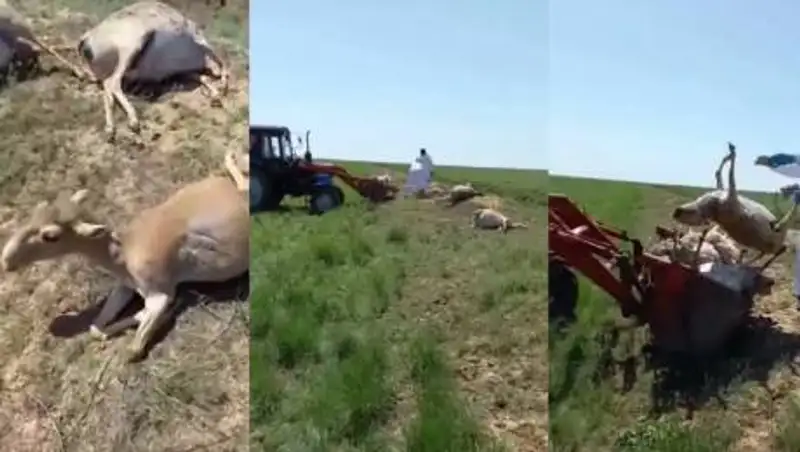 Сайгаков хоронили заживо в ЗКО: комментарий Минэкологии