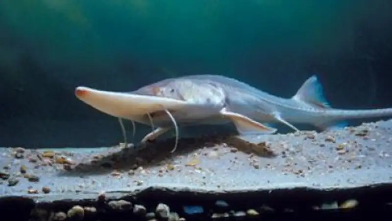 В Атырау задержали группу браконьеров