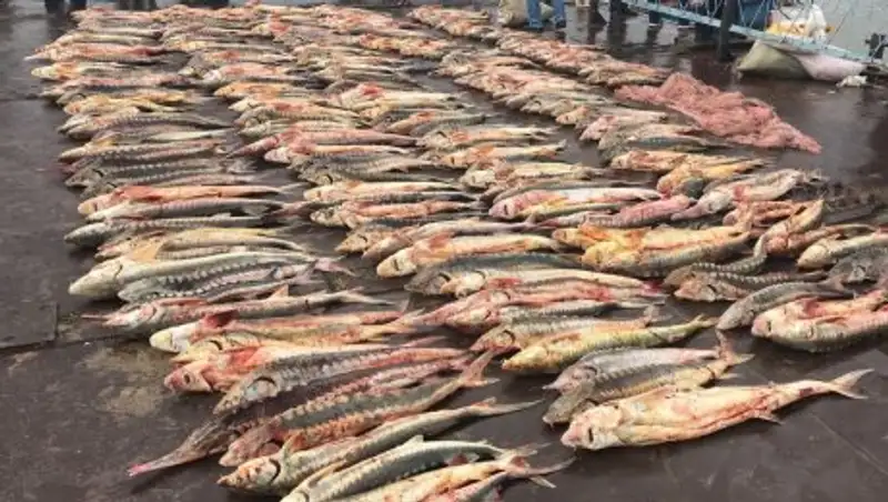 Более тонны рыбы осетровых пород изъяли у браконьеров в Атырауской области